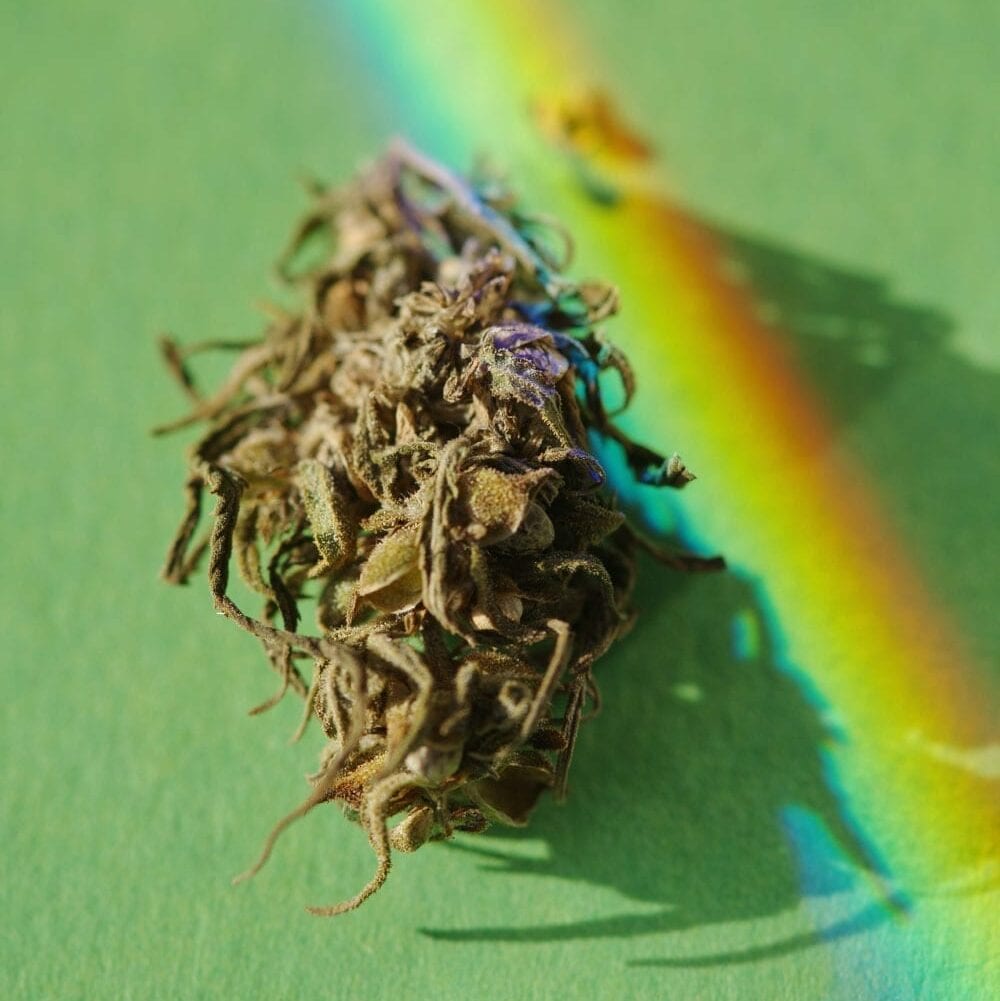 CBD vs. THC (The Big Breakdown)