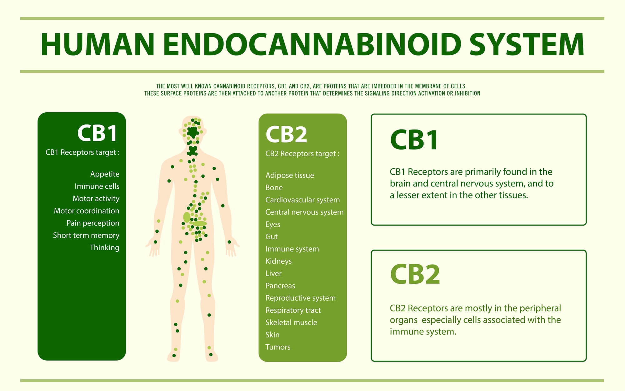 The Endocannabinoid System: What You Should Know : BLNCD