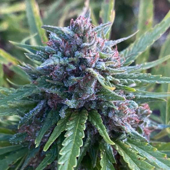 Harvest 2021: A Q&A w/ Our Hemp Farmers