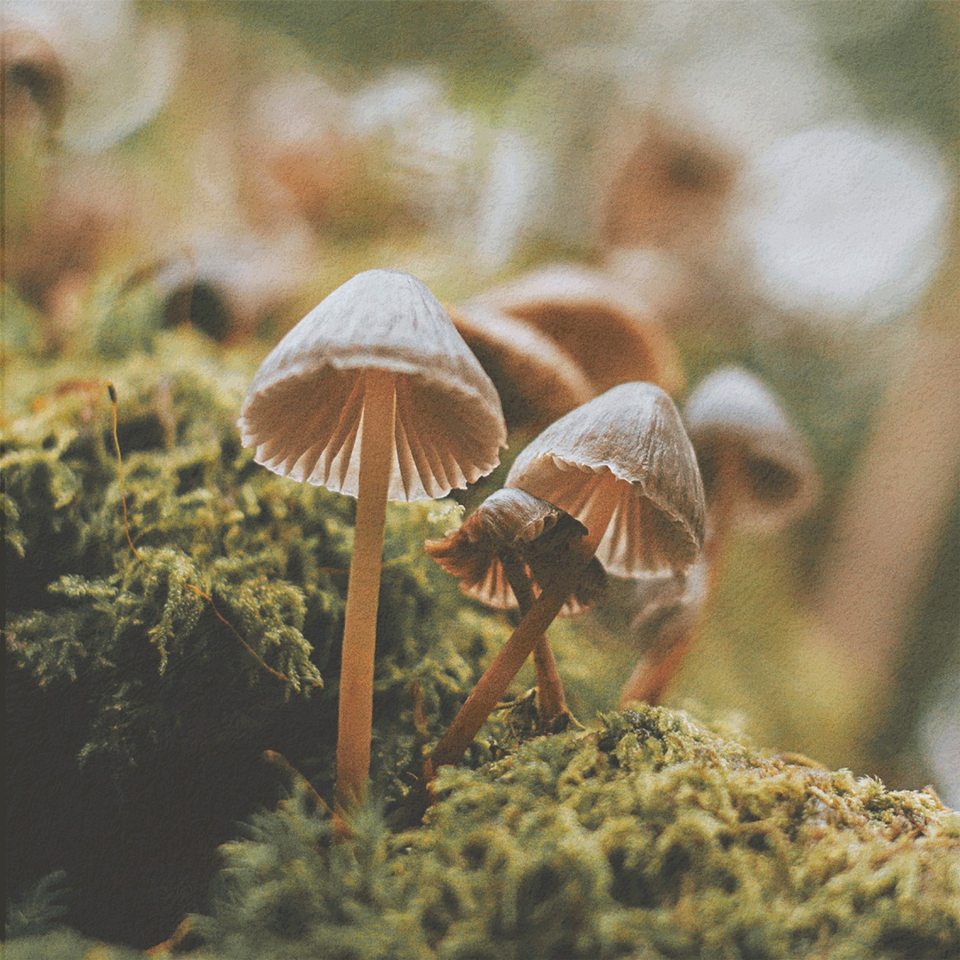Mushrooms 101: A Beginner’s Guide