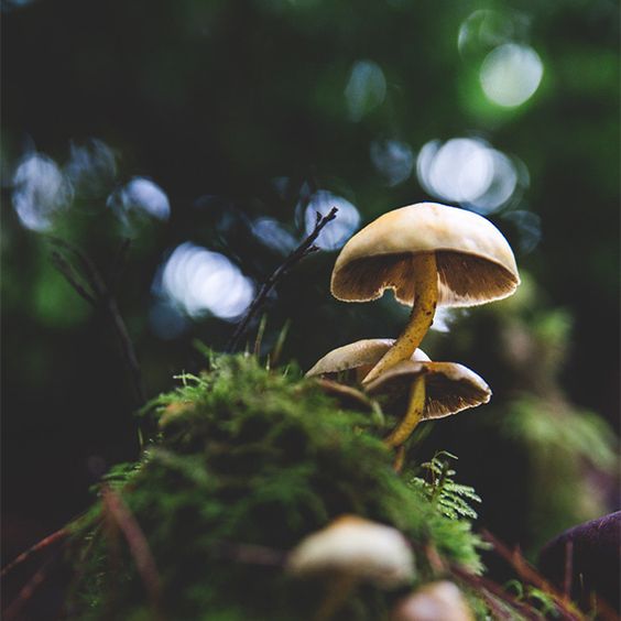 A Beginner's Guide to Functional & Psychedelic Mushrooms | BLNCD World