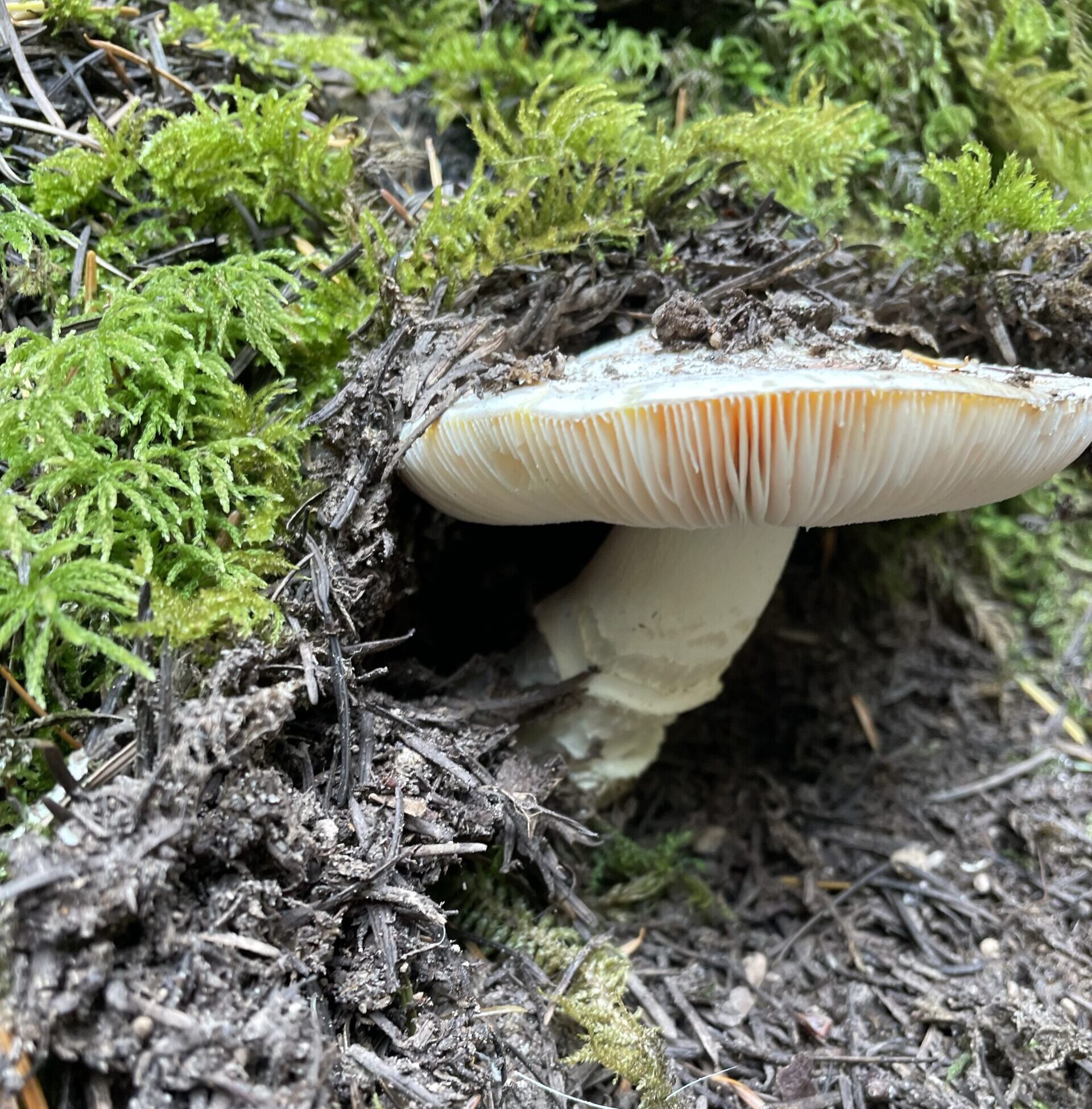 Mushroom Gummies: A Modern Essential for Wellness