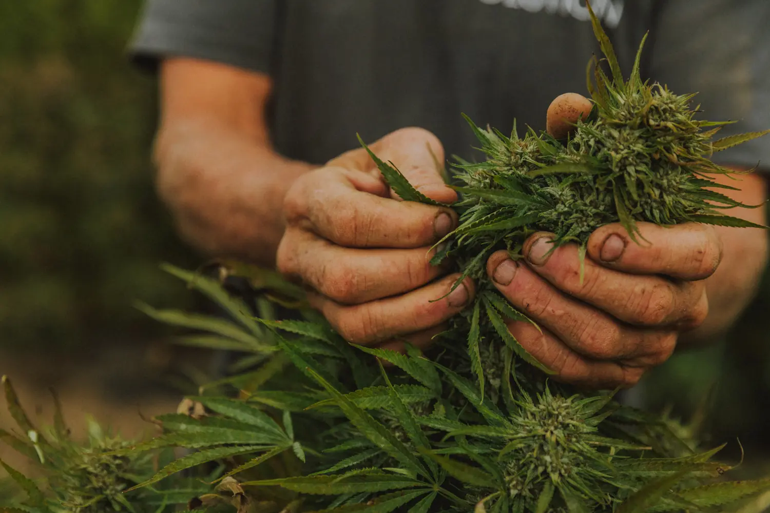 The Future of Hemp Is Being Decided. Here’s What You Should Know.